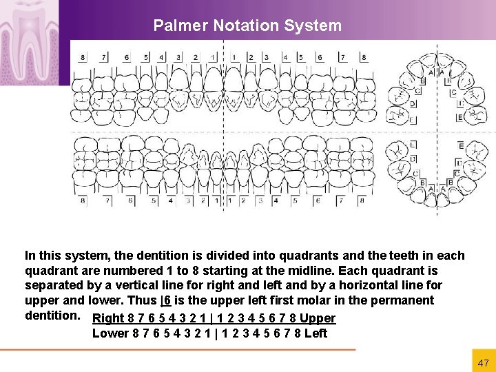 Palmer Notation System In this system, the dentition is divided into quadrants and the