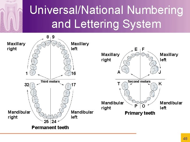 Universal/National Numbering and Lettering System 8 9 Maxillary right Maxillary left E F Maxillary