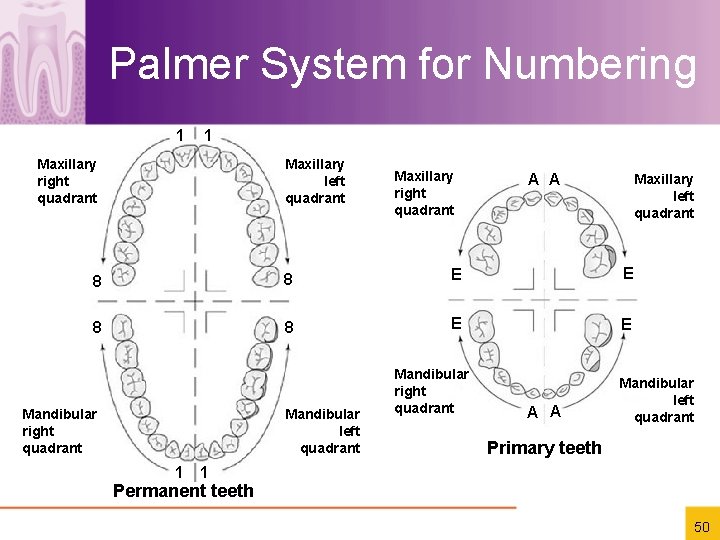 Palmer System for Numbering 1 1 Maxillary right quadrant Maxillary left quadrant Maxillary right