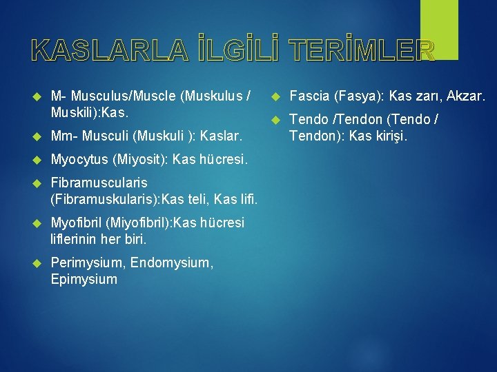 KASLARLA İLGİLİ TERİMLER M- Musculus/Muscle (Muskulus / Muskili): Kas. Mm- Musculi (Muskuli ): Kaslar.