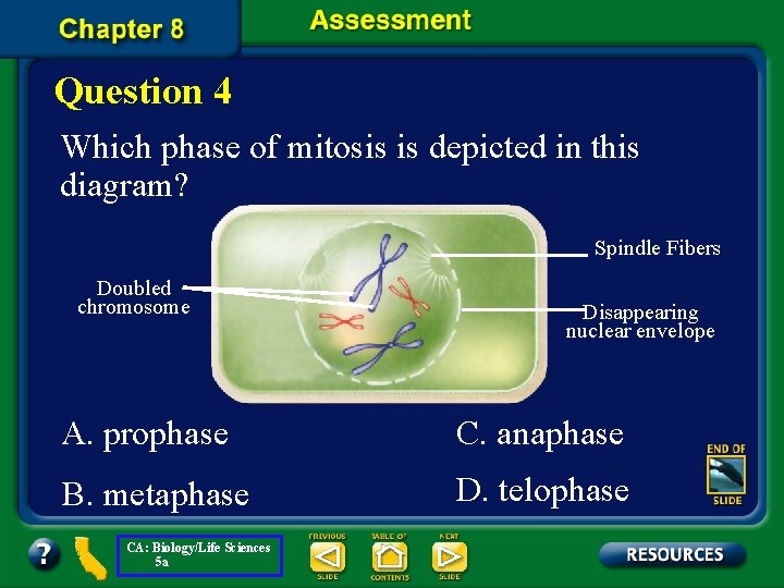 Question 4 Which phase of mitosis is depicted in this diagram? Spindle Fibers Doubled