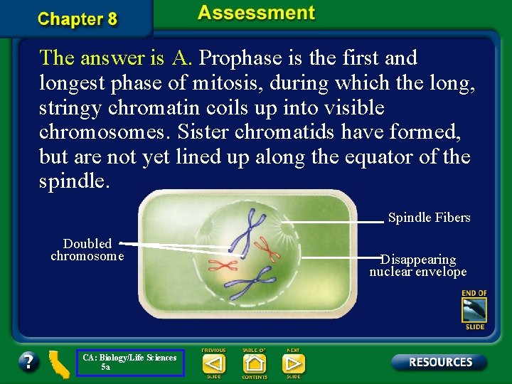 The answer is A. Prophase is the first and longest phase of mitosis, during