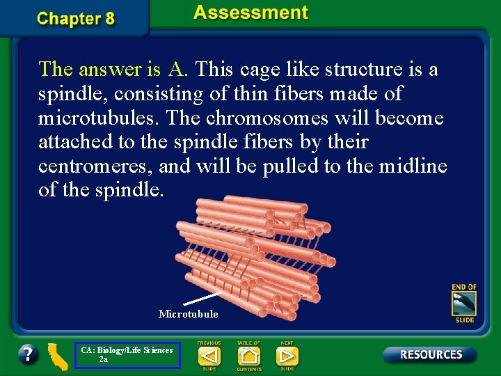 The answer is A. This cage like structure is a spindle, consisting of thin