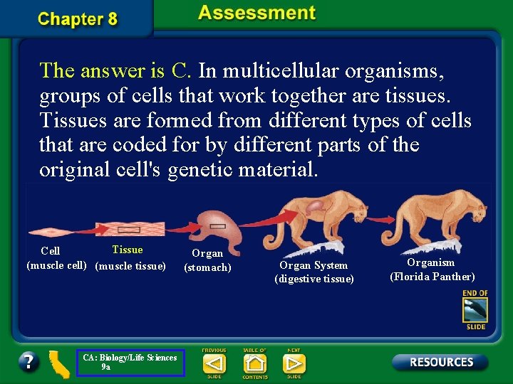 The answer is C. In multicellular organisms, groups of cells that work together are