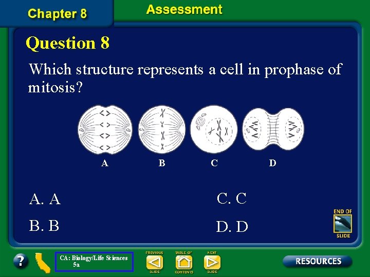 Question 8 Which structure represents a cell in prophase of mitosis? A B C