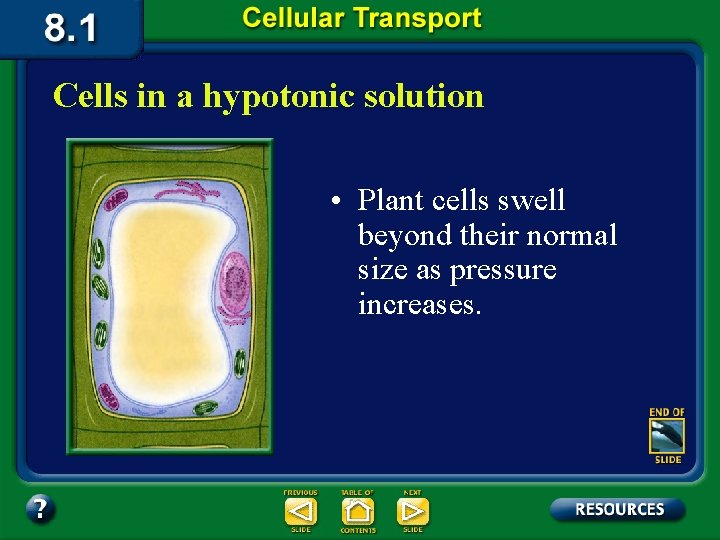 Cells in a hypotonic solution • Plant cells swell beyond their normal size as