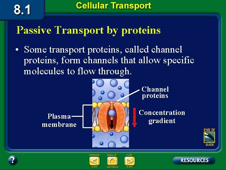 Passive Transport by proteins • Some transport proteins, called channel proteins, form channels that