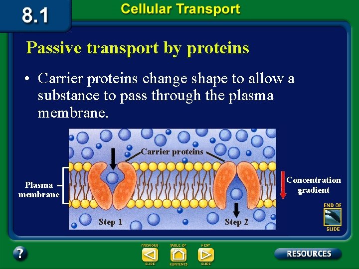 Passive transport by proteins • Carrier proteins change shape to allow a substance to