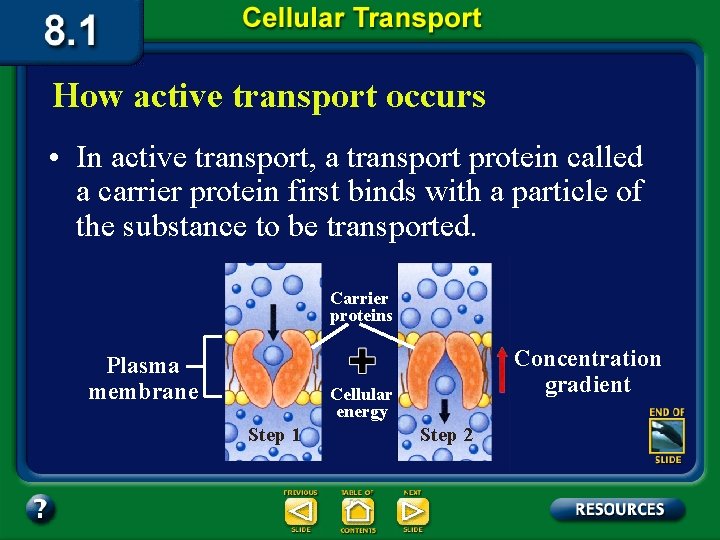 How active transport occurs • In active transport, a transport protein called a carrier