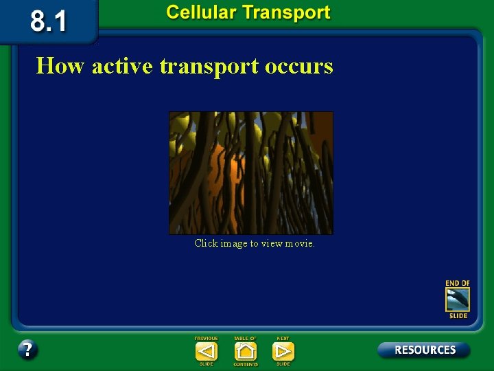 How active transport occurs Click image to view movie. 