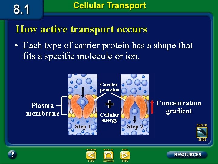 How active transport occurs • Each type of carrier protein has a shape that