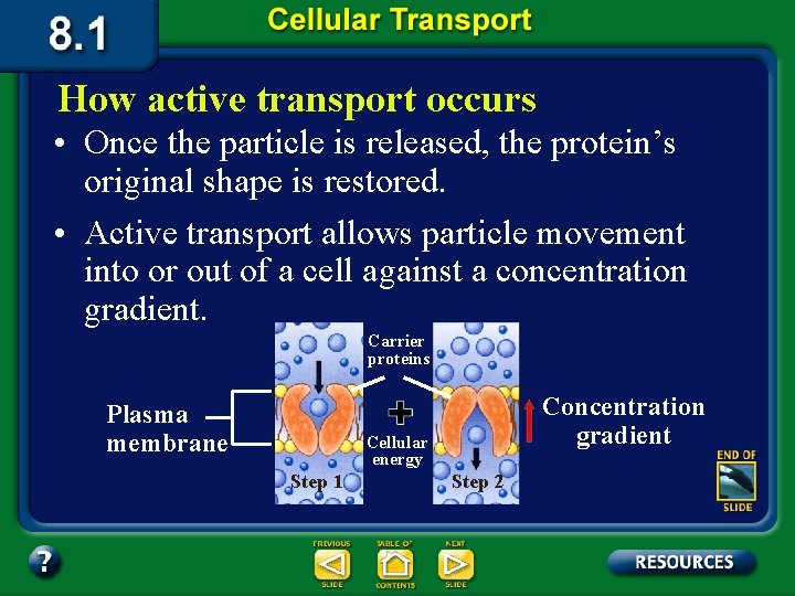 How active transport occurs • Once the particle is released, the protein’s original shape