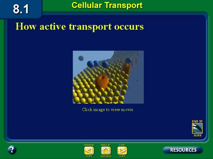 How active transport occurs Click image to view movie. 