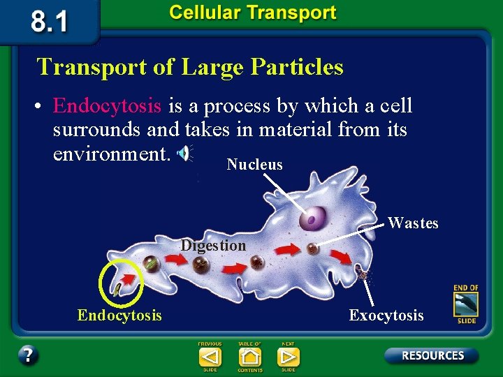 Transport of Large Particles • Endocytosis is a process by which a cell surrounds