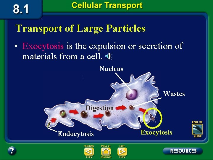 Transport of Large Particles • Exocytosis is the expulsion or secretion of materials from