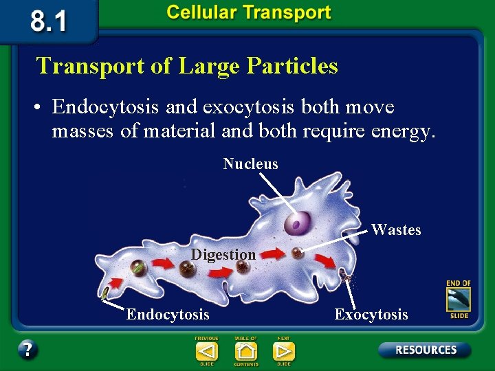 Transport of Large Particles • Endocytosis and exocytosis both move masses of material and