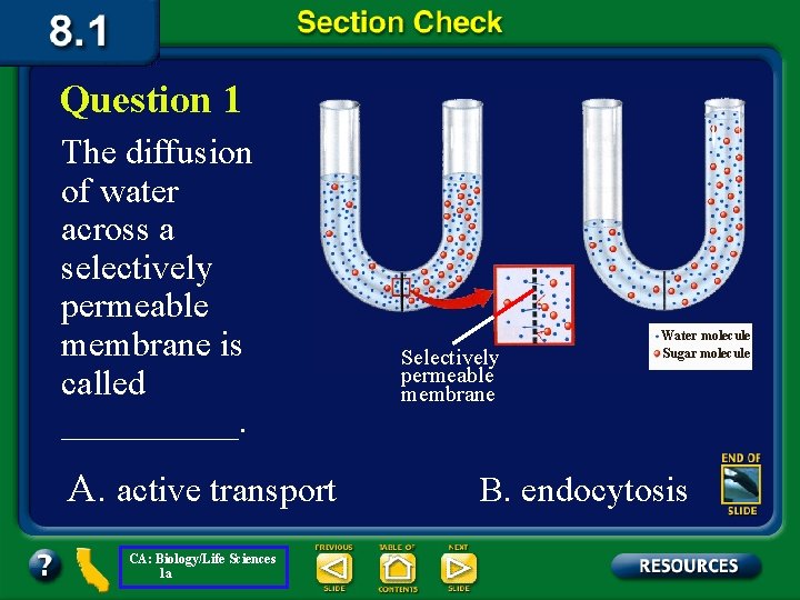 Question 1 The diffusion of water across a selectively permeable membrane is called _____.