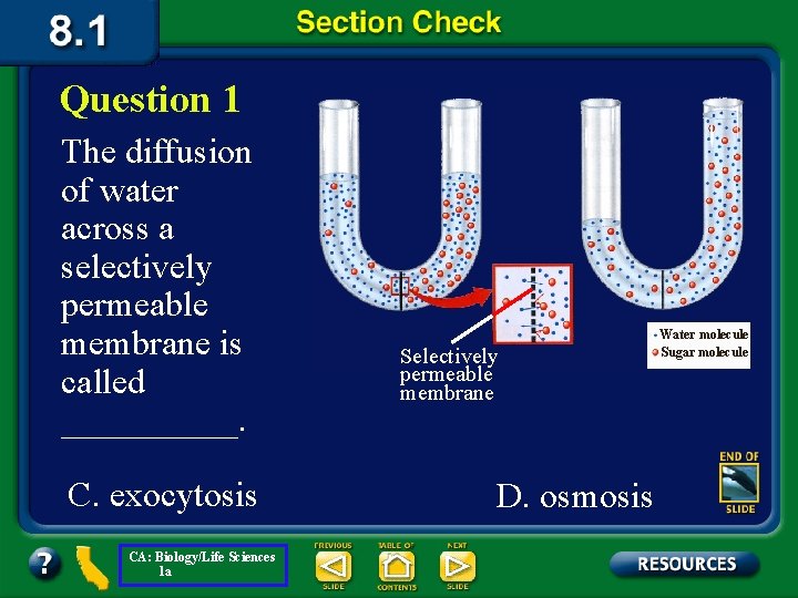 Question 1 The diffusion of water across a selectively permeable membrane is called _____.