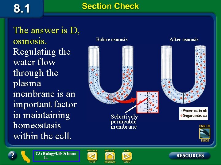 The answer is D, osmosis. Regulating the water flow through the plasma membrane is