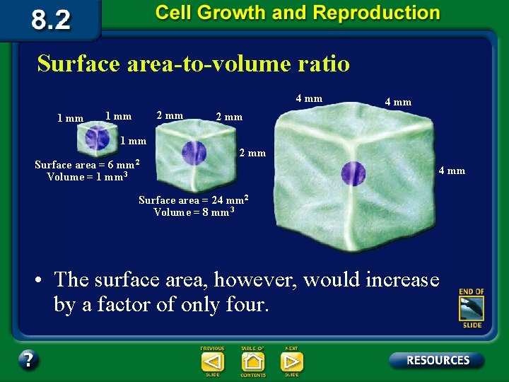 Surface area-to-volume ratio 4 mm 1 mm 2 mm 1 mm mm 2 Surface