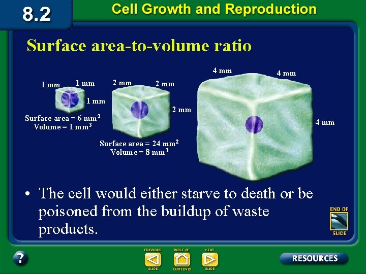 Surface area-to-volume ratio 4 mm 1 mm 2 mm 1 mm mm 2 Surface