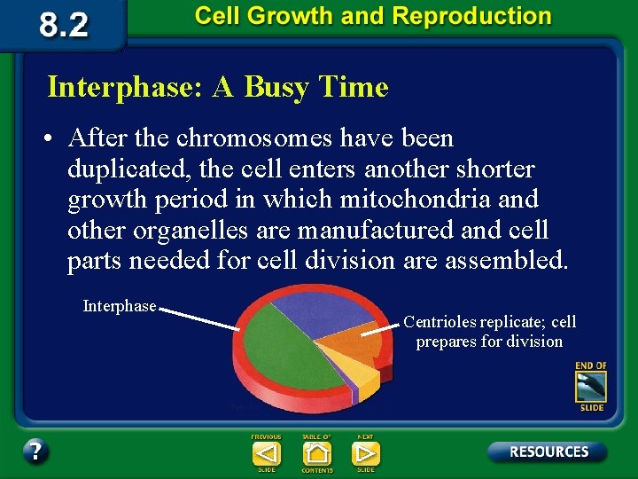 Interphase: A Busy Time • After the chromosomes have been duplicated, the cell enters