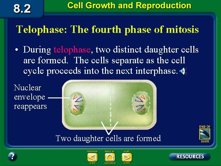 Telophase: The fourth phase of mitosis • During telophase, two distinct daughter cells are