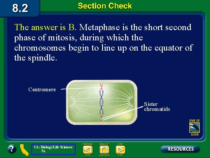 The answer is B. Metaphase is the short second phase of mitosis, during which