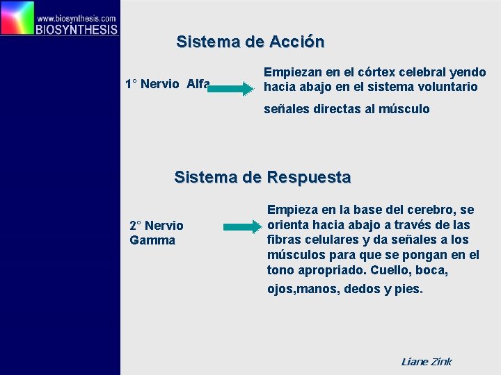 Sistema de Acción 1° Nervio Alfa Empiezan en el córtex celebral yendo hacia abajo