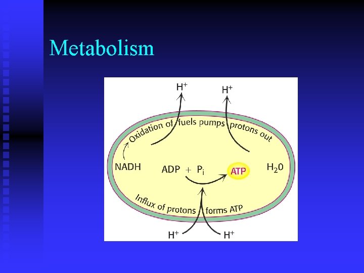 Metabolism 