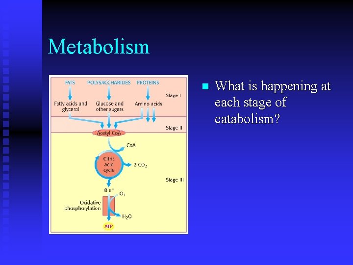 Metabolism n What is happening at each stage of catabolism? 