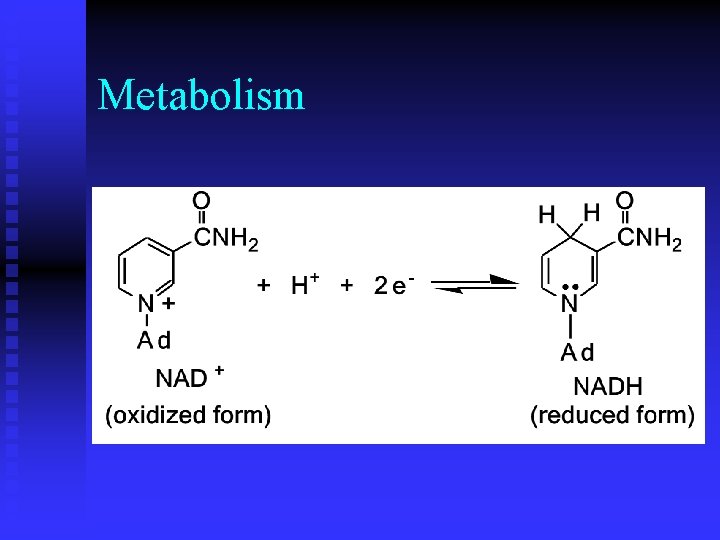 Metabolism 