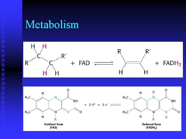 Metabolism 