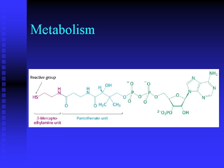 Metabolism 