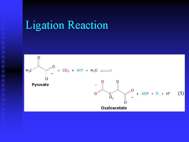 Ligation Reaction 