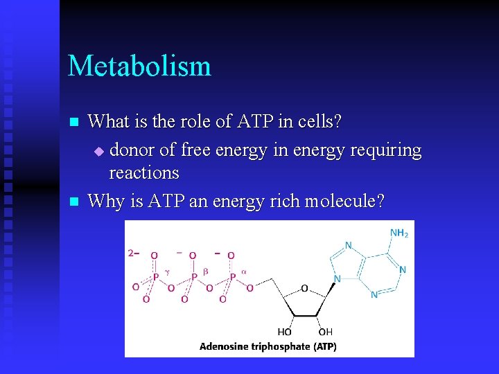 Metabolism n n What is the role of ATP in cells? u donor of