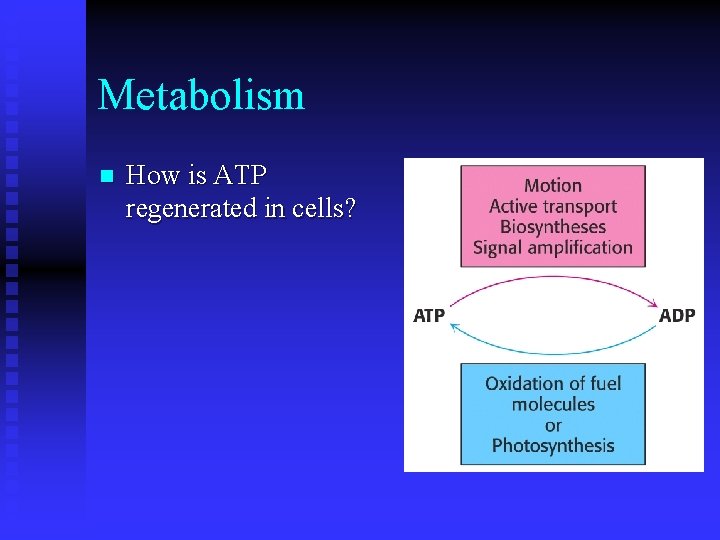 Metabolism n How is ATP regenerated in cells? 