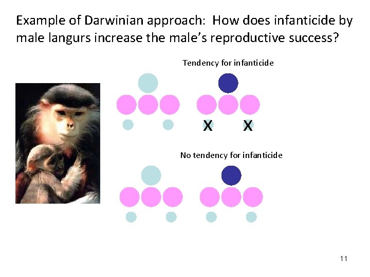 Example of Darwinian approach: How does infanticide by male langurs increase the male’s reproductive