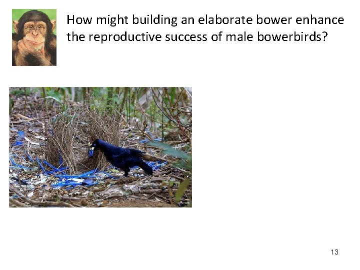 How might building an elaborate bower enhance the reproductive success of male bowerbirds? 13