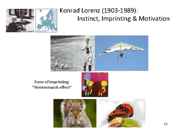 Konrad Lorenz (1903 -1989): Instinct, Imprinting & Motivation Form of imprinting: “Westermarck effect” 19