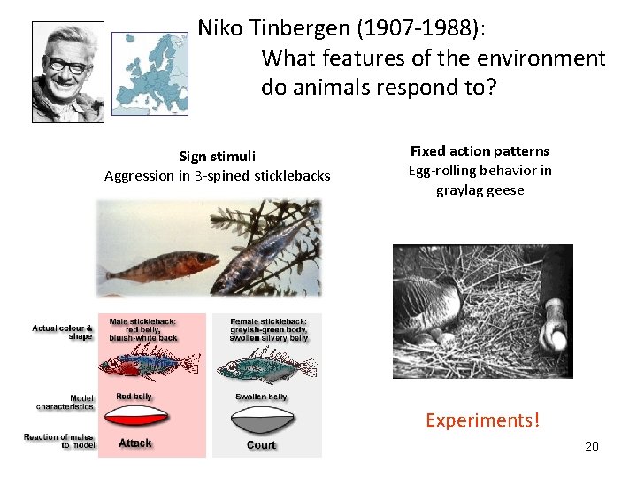 Niko Tinbergen (1907 -1988): What features of the environment do animals respond to? Sign