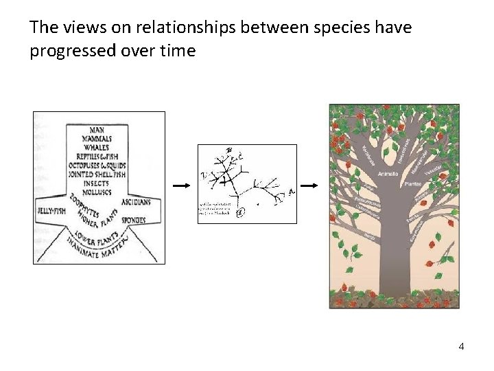 The views on relationships between species have progressed over time 4 