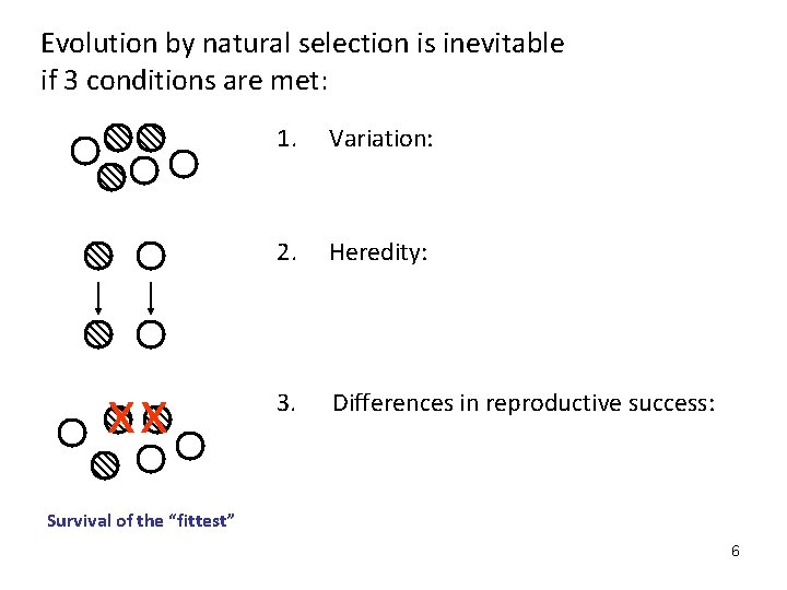 Evolution by natural selection is inevitable if 3 conditions are met: xx 1. Variation: