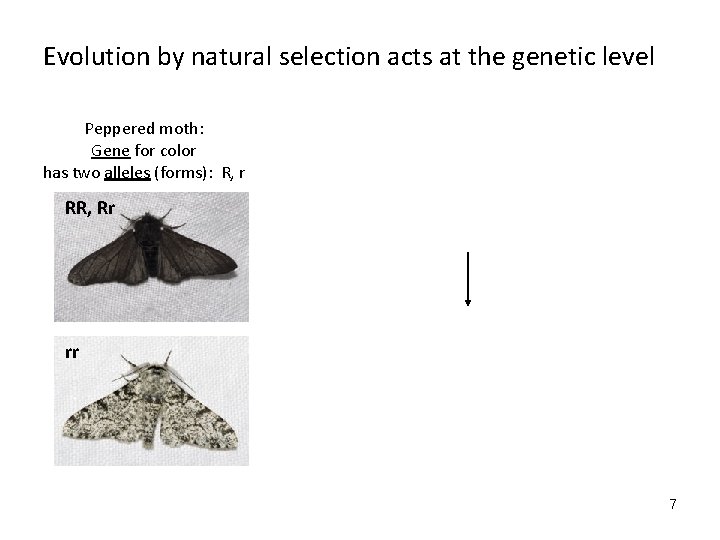 Evolution by natural selection acts at the genetic level Peppered moth: Gene for color