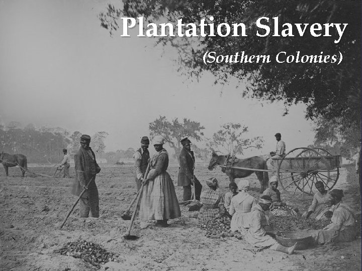 Plantation Slavery (Southern Colonies) 