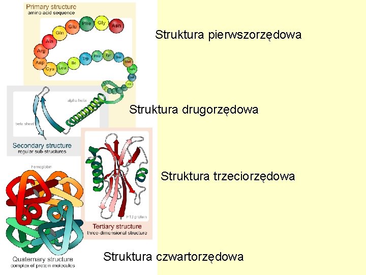 Struktura pierwszorzędowa Struktura drugorzędowa Struktura trzeciorzędowa Struktura czwartorzędowa 