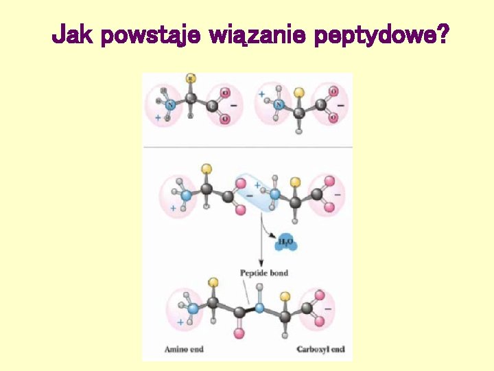 Jak powstaje wiązanie peptydowe? 