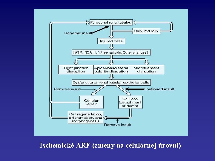 Ischemické ARF (zmeny na celulárnej úrovni) 