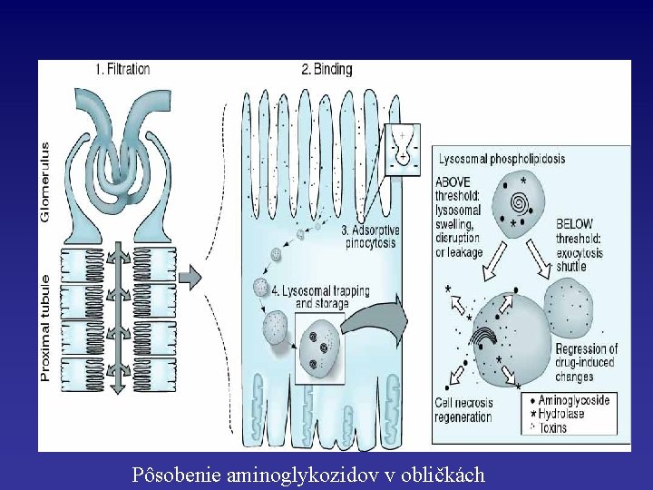 Pôsobenie aminoglykozidov v obličkách 