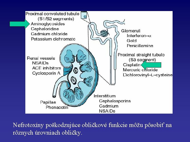 Nefrotoxíny poškodzujúce obličkové funkcie môžu pôsobiť na rôznych úrovniach obličky. 